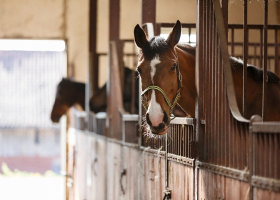 Horse Barn Ceiling Fans