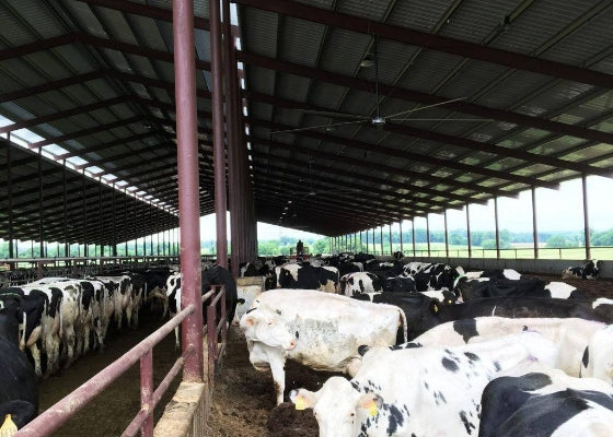 Extra large ceiling fans for livestock